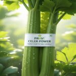 Pravi Celer Power: The Real Celery That Heals Naturally